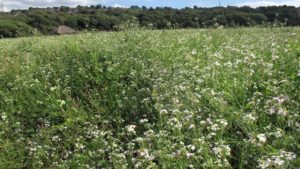 Study: Radish Cover Crop Biomass Doesn’t Share Nitrogen