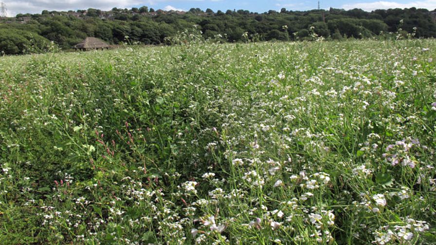 Study: Radish Cover Crop Biomass Doesn’t Share Nitrogen