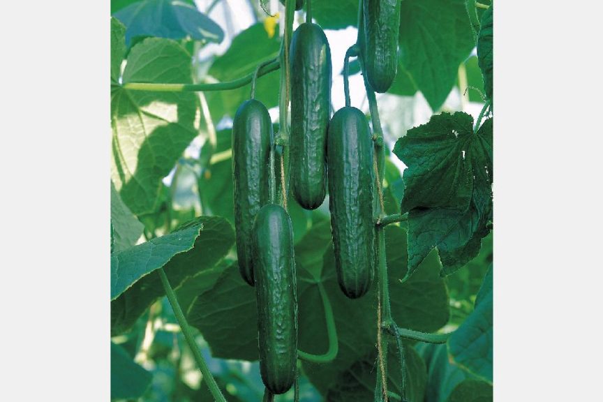 Socrates from Johnny's Selected Seeds