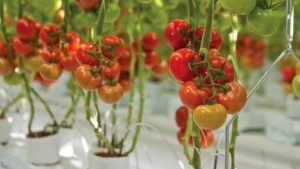Wholesum Harvest’s Take on USDA’s Organic Hydroponic Ruling