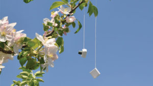 How This Novel Device Can Disrupt Mating of Fruit Pests
