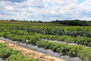Vegetable fields at Janowski's Farm