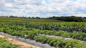 Take a Tour of Janoski’s Farm [Slideshow]