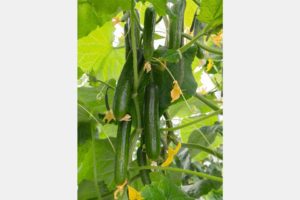 Yildo from Bejo Seeds