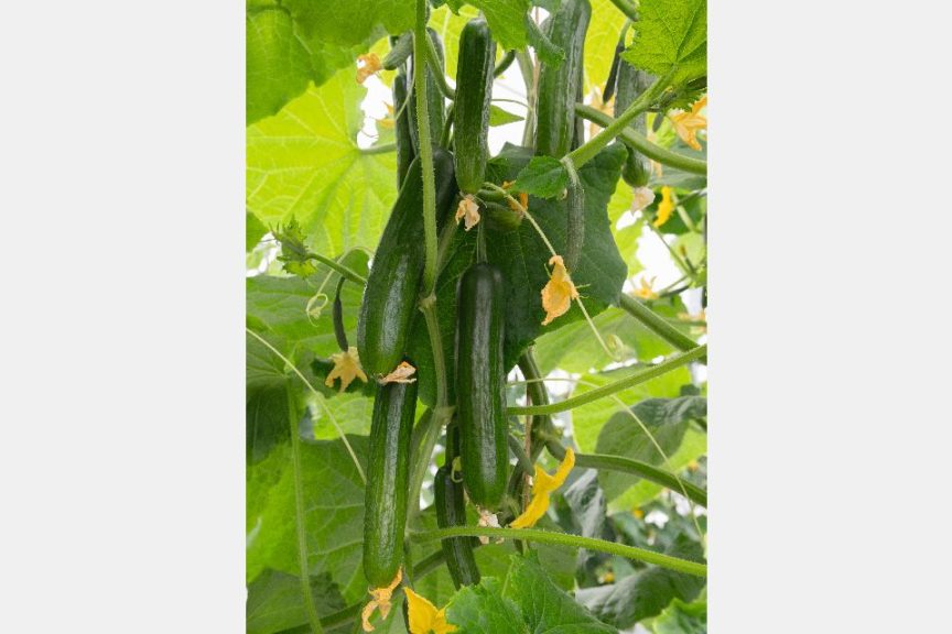 Yildo from Bejo Seeds