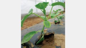 Grafting Cucumbers in High Tunnels Can Solve the Cold Factor