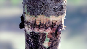Infection Threatens Young Almond Orchards