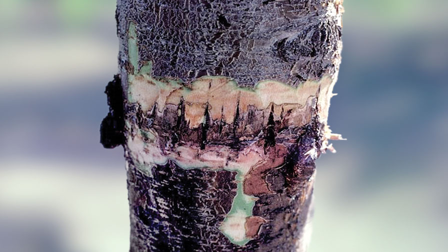Infection Threatens Young Almond Orchards