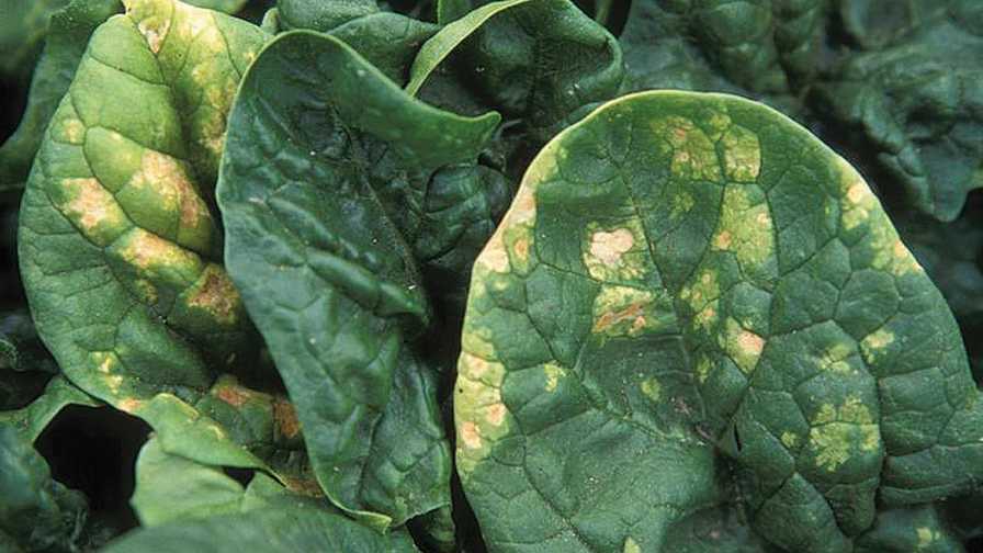 Spinach Crop Down in the Dumps? It Might be Blue Mold