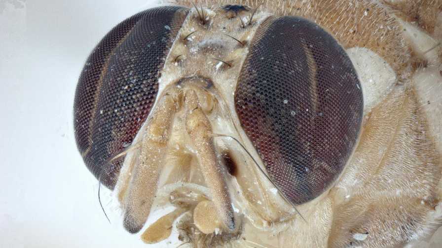 Pest Alert Triggered in Florida After Rare Fruit Fly Find