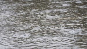 How Bad Was Flooding for South Florida Farmers? Feedback Wanted
