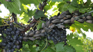 Spotted Lanternfly a Growing Foe for Ohio Agriculture