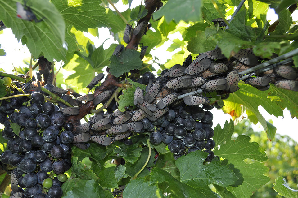 Insect Invaders: Perils of Global Trade