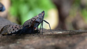 Insect Invaders: Perils of Global Trade