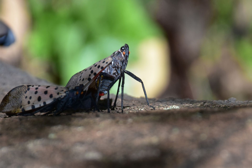 New Organic Control for Invasive Spotted Lanternfly