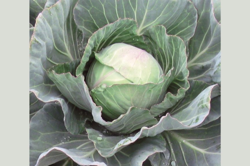 Acclaim-F1-Cabbage-from-Takii