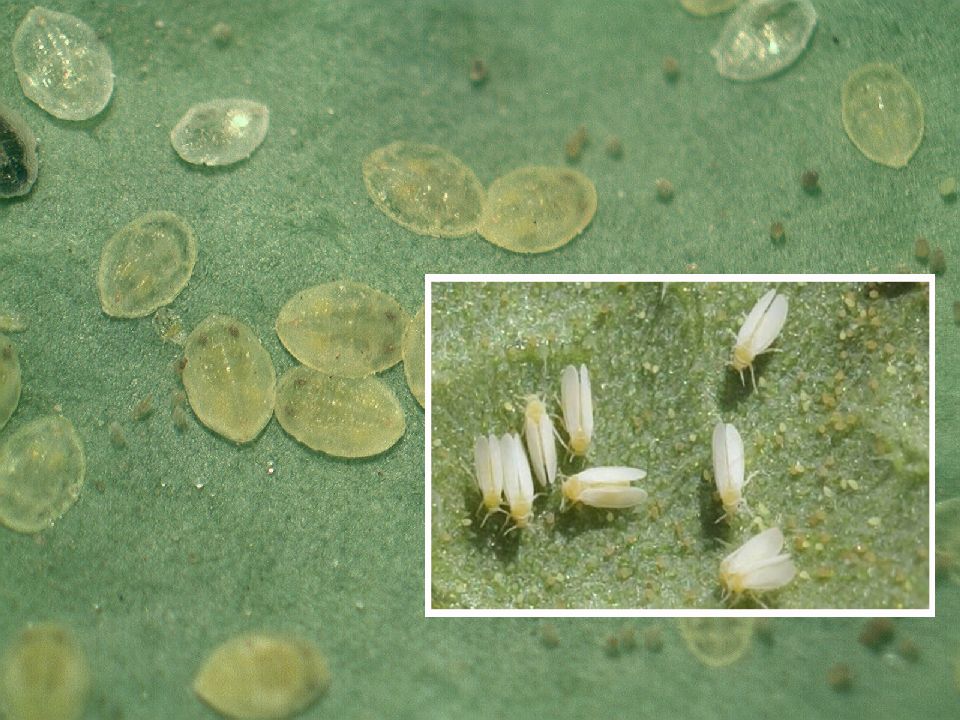 Adult-and-nymph-whiteflies