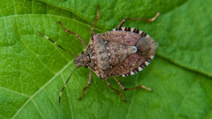 Pennsylvania Apple Growers Lead Charge Against Brown Marmorated Stink Bugs