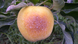 How to Prevent Sunburn on Apples