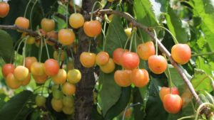 U.S. Sweet Cherry Crop Down 26%