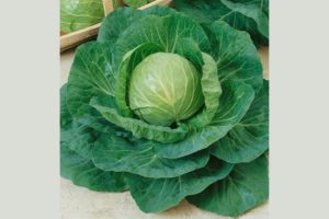 Green Express from Seeds by Design