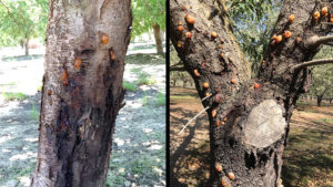 Breakthrough in Protecting Almond Trees From Canker