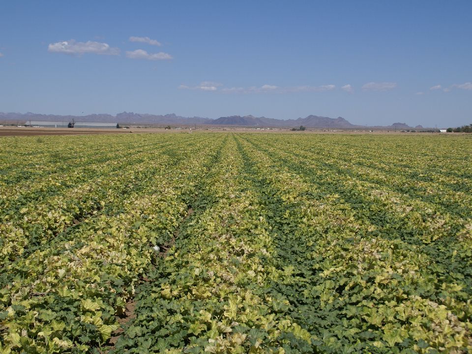 Melon-field-infected-with-cucurbit-yellow-stunting-disorder-virus.-Photo-by-John-Palumbo