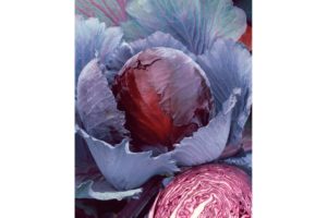 Red Express from Terra Organics