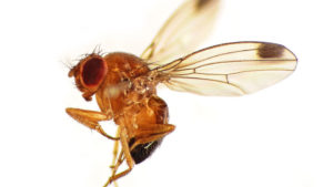 Your High Tunnels Might Be Susceptible to These Invaders