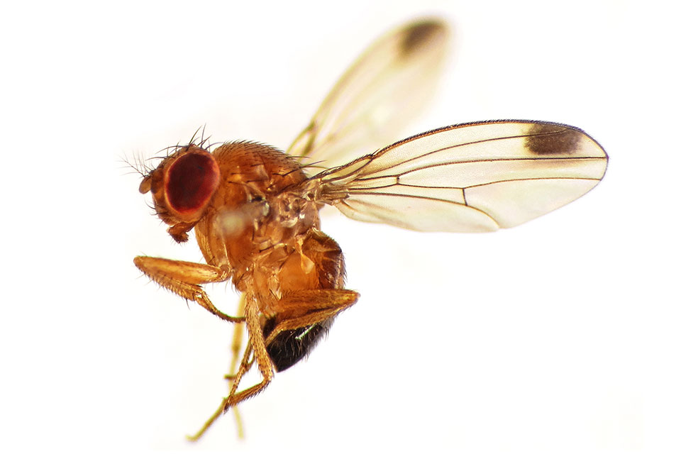 Insect Invaders: Perils of Global Trade