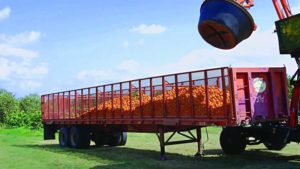 Market Struggles Squeezing Out Some Florida Citrus Associations