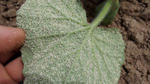 Field Scouting Guide: Whitefly