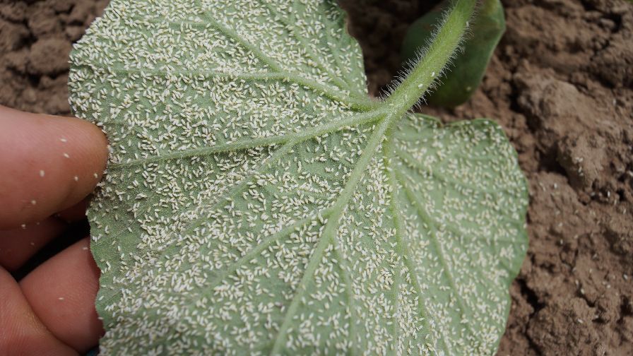Field Scouting Guide: Whitefly