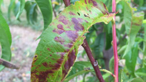 X-Disease Management in Stone Fruit is Not That Simple