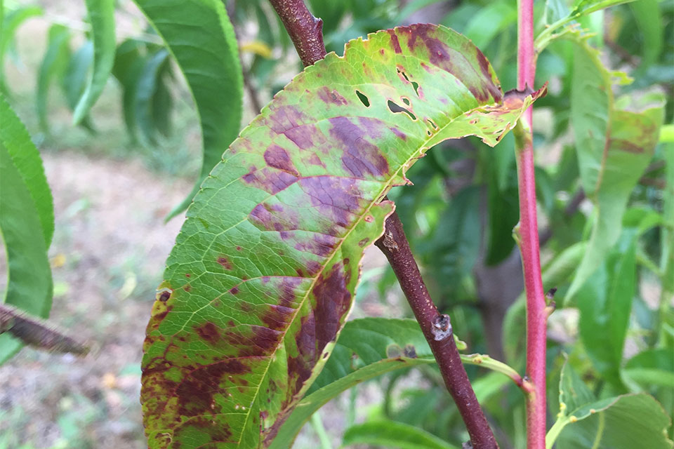 X-Disease Management in Stone Fruit is Not That Simple
