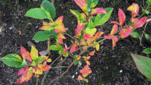 Clean Plant Program Pays Off for Berry Growers