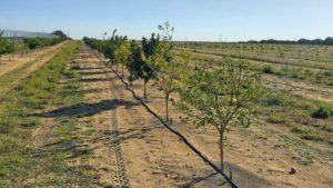 How to Build up Citrus Strength With Demonstration Blocks