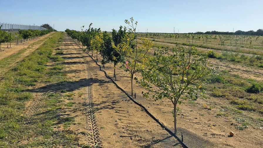 How to Build up Citrus Strength With Demonstration Blocks