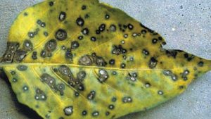 Act Now to Get the Jump on Frogeye Leaf Spot of Pepper