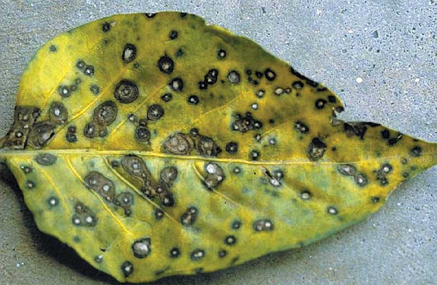 Act Now to Get the Jump on Frogeye Leaf Spot of Pepper