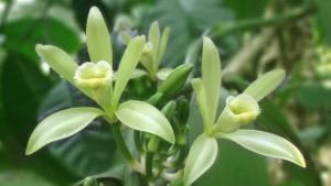 Vanilla Spice Could Be Extra Nice for Florida Farmers