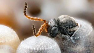 Brown Marmorated Stink Bug Foe Found to Flourish in Europe