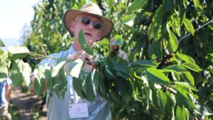 Reflections on How the 21st Century Is Going So Far for Cherry Growing
