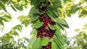 Deciphering Yield Data and Renewal Pruning for Cherries