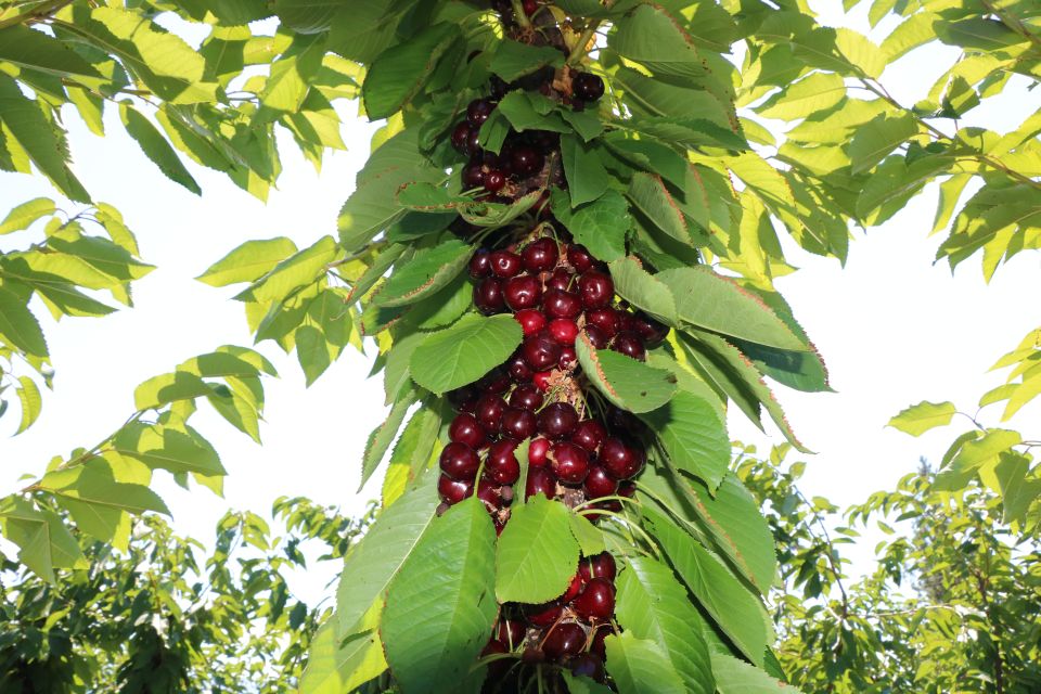 Deciphering Yield Data and Renewal Pruning for Cherries