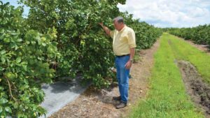 Metalized Reflective Mulch a Bright Spot for Citrus