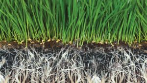 Unique Line of Plant Health Products Breaks New Ground for Growers