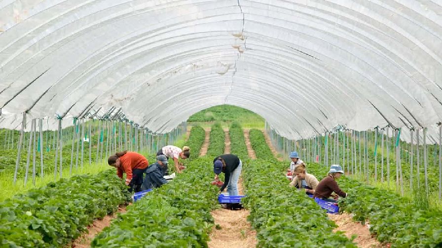 Is Farm Labor Tougher This Year? [Poll]