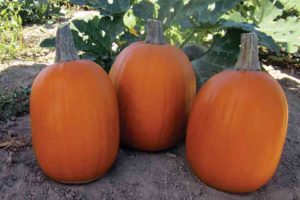 Darling from Abbott & Cobb (Division of Syngenta Seeds LLC)