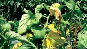 Field Scouting Guide: Fusarium Wilt on Tomato